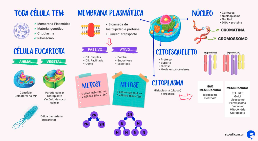 Mapa mental de Biologia